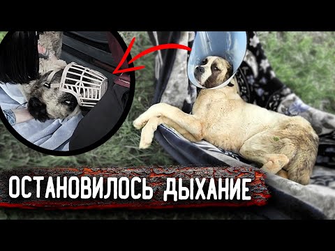 Видео: Как нам удалось погрузить алабая, который нас покусал. 2 часть. Остановка дыхания от препарата, шок!