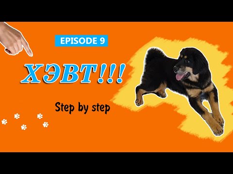Видео: Нохой сургах арга #9 | Нохойд хэвт команд заах | How to teach your puppy to lie down