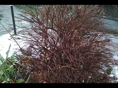 Видео: лапчатки после "модной" стрижки