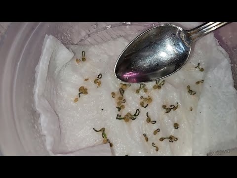 Видео: 1 ложка и даже старые семена очень быстро дружно прорастают, рассада растет крепкая и урожайная!