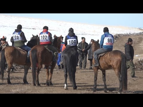 Видео: Традиционные конные скачки лошадей бурятской породы