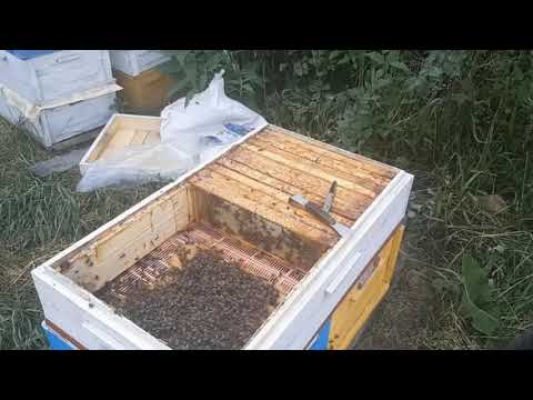 Видео: Кассетный лежак на стационаре с разнотравья дал 100 кг мёда, без ПОДСОЛНУХА!