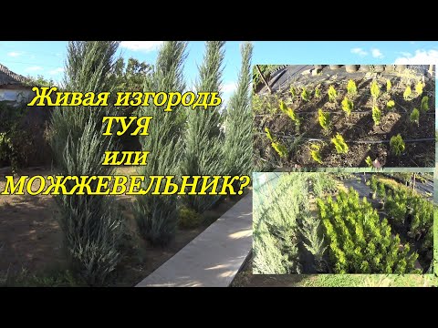 Видео: Живая изгородь. Туя (пирамидальная) или Можжевельник (вертикальный) - что лучше?