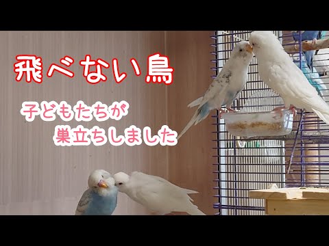 Видео: Начинается новая история. («Чоби» и история детей) [Волнистый попугайчик]