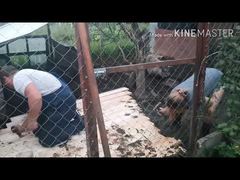 Видео: СКОЛЬКО ДЕРЖАТЬ СВИНОМАТКУ!? ОПОРОС, ЧТО ТО ПОШЛО НЕ ТАК! НЕ МНОГО О ХОЗЯЙСТВЕ!