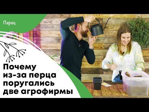 Видео: Почему из-за перца поругались две агрофирмы | Ответы на самые популярные вопросы о перцах