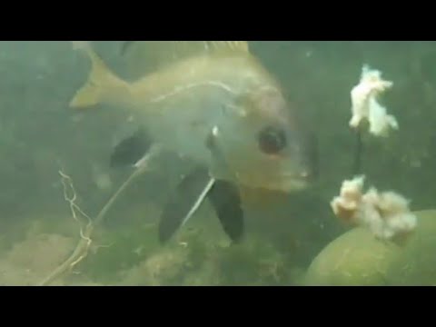 Видео: Рыбы Чёрного моря. Горбыль,карась, бычки, собачки, зеленуха