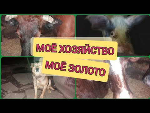 Видео: Мой Сарай . Обзор Моего Хозяйства