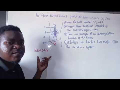 Видео: SchoolAt5 || Вт, 28 октября 2025 г. || Биология — Повторение экзамена по мочевыделительной системе