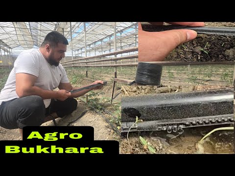 Видео: ЭКИНЛАРГА КАПЕЛНИЙ ШЛАНГЛАРНИ ТАНЛАШДА АДАШМАНГЛАР ЯНГИ РЕЦЕПТ БАРГИДАН ВА КАПЕЛНИЙДАН