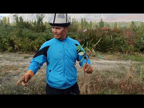 Видео: Күзүндө малина көчөтүн тиккенде көктөө пайызы жогору болот.