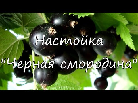 Видео: Настойка "Черная смородина".