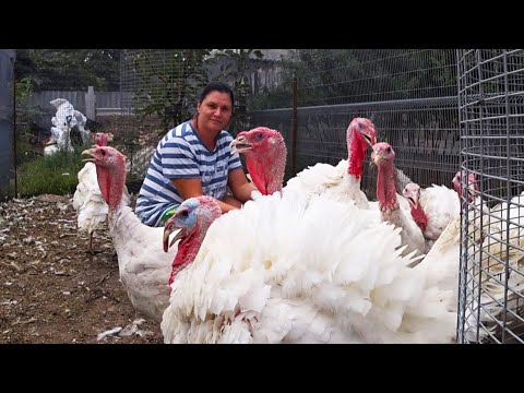 Видео: ИНДЮКИ НЕ ХОТЯТ РАСТИ В ШИРИНУ