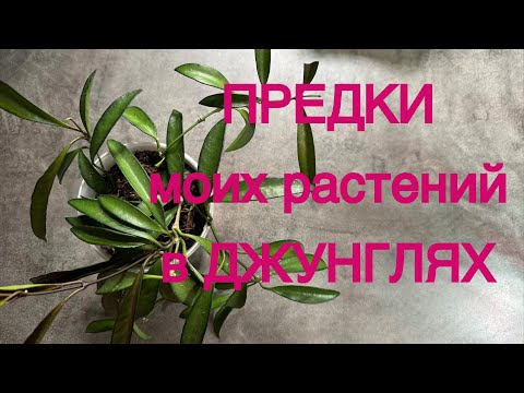 Видео: Как мои растения выглядят в ПРИРОДЕ