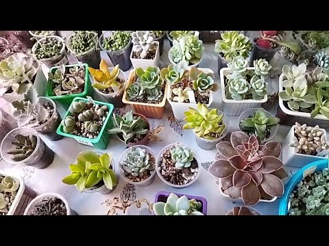 Видео: ИЗЛИШКИ РАСТЕНИЙ 🌿/ СУККУЛЕНТЫ 🌵/ИЮНЬ