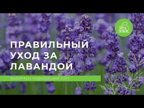 Видео: Как вырастить белорусскую лаванду?