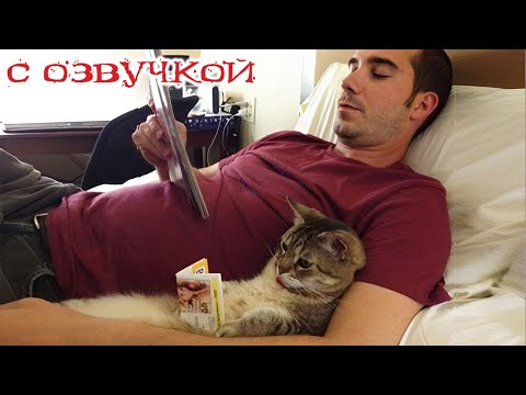 Видео: Приколы с котами! С ОЗВУЧКОЙ! Смешные коты и кошки! Самые смешные животные! ДО СЛЁЗ!