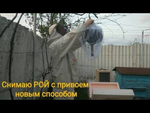 Видео: Снимаю рой с привоем новым способом. Пчеловодство 35