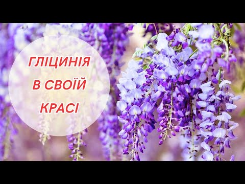 Видео: Ось і я дочекалась! В мене теж розквітла гліцинія! Питання та відповіді.