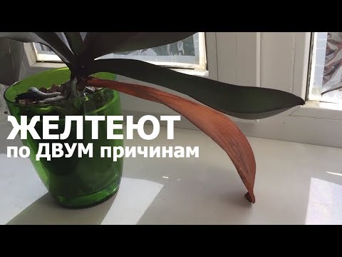 Видео: почему у ОРХИДЕИ ЖЕЛТЕЮТ листья