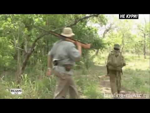 Видео: Африканский слон. Охота на слона в Танзании . 2018