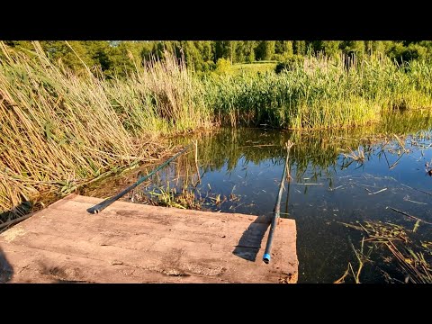 Видео: Сделал рыбацкий мостик на самодельном пруду. Первый улов на удочку