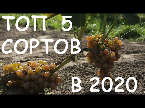 Видео: Мой ТОП 5 сортов для открытого грунта 2020. Беларусь