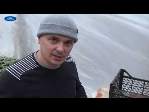 Видео: ПЕРЕСАДКА УКОРЕНЁННЫХ ЧЕРЕНКОВ КАЛИБРАХОА В СТАКАНЫ. ЧАСТЬ 2