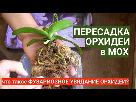 Видео: ПЕРЕСАДКА ОРХИДЕИ в МОХ СФАГНУМ как продлить жизнь не живому мху для орхидей и что такое ФУЗАРИОЗ