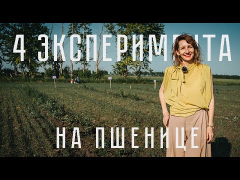 Видео: 4 ЭКСПЕРИМЕНТА НА ПШЕНИЦЕ | ПЕРВЫЕ РЕЗУЛЬТАТЫ