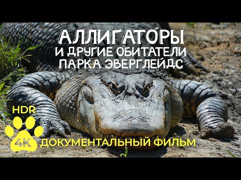 Видео: Аллигаторы и другие обитатели парка Эверглейдс, Флорида - Документальный фильм о животных 4К HDR