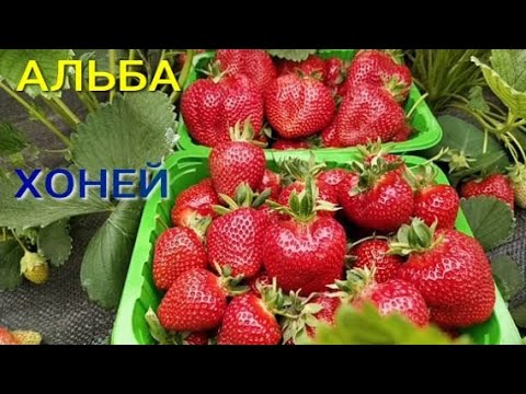 Видео: Клубничная классика. Альба и Хоней не подведет с урожайностью!
