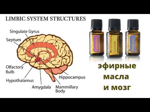 Видео: Головной мозг и эфирные масла