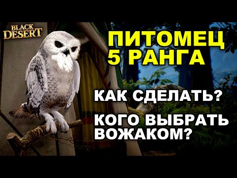 Видео: ПИТОМЕЦ 5 РАНГА в БДО. Как разогнать фарм в BDO - Black Desert