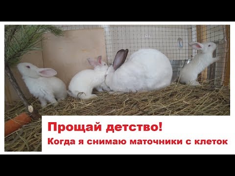 Видео: Прощай детство! Когда я снимаю маточники с кроличьих клеток.