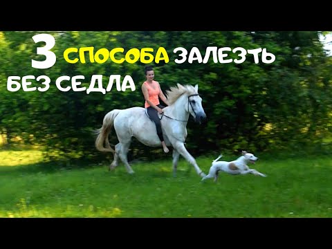 Видео: 3 способа залезть на лошадь без седла. Шаг, рысь, галоп без седла