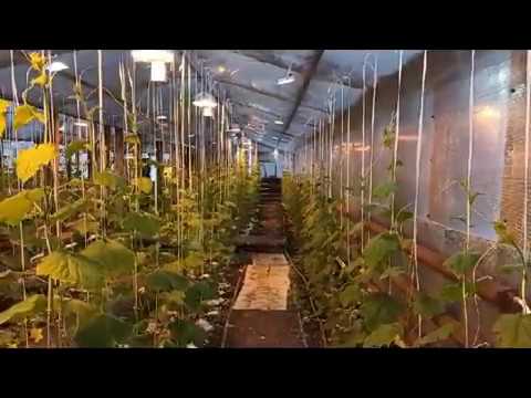 Видео: Обзор нашей зимней теплицы на 6 января 2020г.