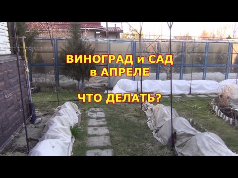 Видео: Виноград и сад в апреле. Что делать?
