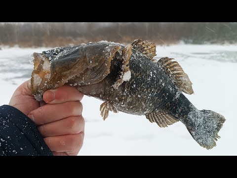 Видео: СТОЛЬКО РОТАНА Я ЕЩЕ НЕ ЛОВИЛ! Ротан-КАБАН я его всё-таки нашел! Первый лед 2023-2024