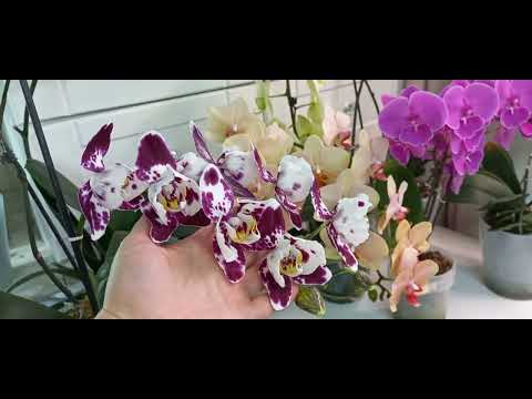 Видео: Орхидеи и не только! 12.04.25