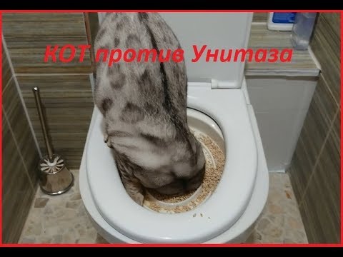 Видео: Как научить кота ходить в унитаз? Попытка первая! Провал!