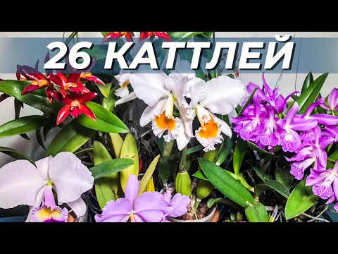 Видео: Часть 9. Инвентаризация. 26 последних каттлей . Каттлейные, брассавольные гибриды. Итог 103 каттлеи.