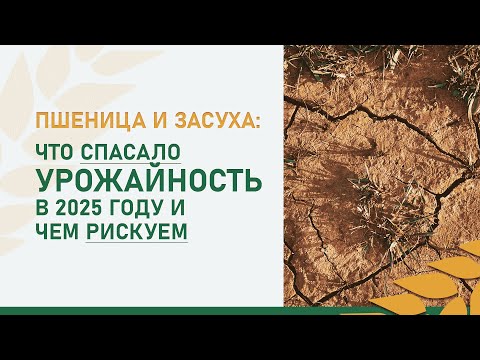 Видео: Пшеница и засуха: что спасало урожайность в 2025 году и чем рискуем