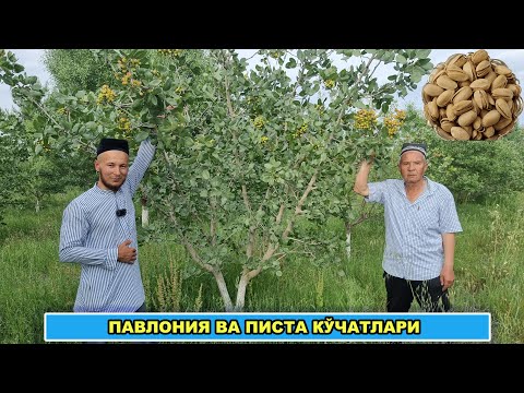 Видео: Павлония хамда Хандон писта Акбарий, Ахмадий кучатлари