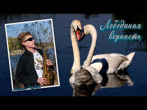 Видео: 🦢 Лебединая верность  🦢 /  Михаил Чубарь