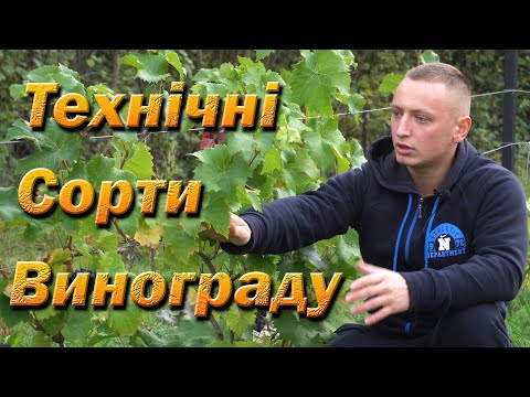 Видео: Технические сорта винограда. Каберне Кортис, Совинье Гри. Красень, Цитронний Магарача