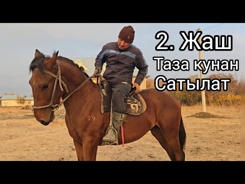 Видео: Бүгүн 30 октября 2025  Таза кунан Сатуга чыкты #horse #атбазар #жылкыбазар #rek #продажалошадей #лош