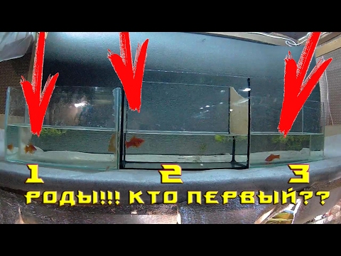 Видео: КОГДА БУДУТ РОДЫ?? КАК ОПРЕДЕЛИТЬ КОГДА РЫБКЕ РОЖАТЬ??