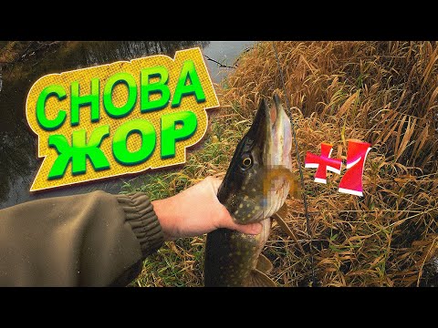 Видео: Китайский  силикон помог в бесклевье. Прогулка по осенней реке с легким СПИННИНГОМ!
