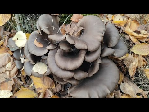 Видео: Грибы мешками!! Мы в восторге от таких находок! 19.10.2025.